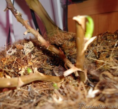 Сухие стволики без листьев, но с почками.