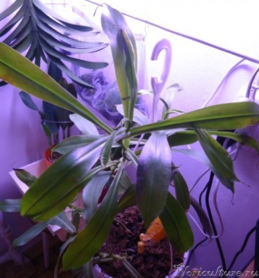 Общий вид растения