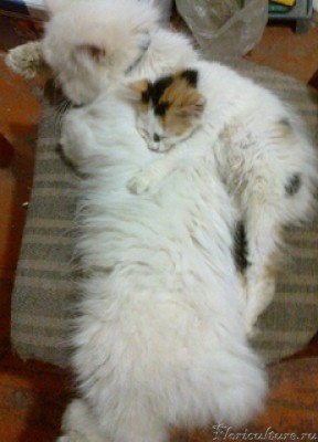 а это второй найденыш трехцветка Лола в обнимку со старшеньким... В доме ремонт, поэтому умудряются спать на стуле...