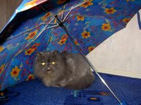 а вдруг соседи сверху затопят...