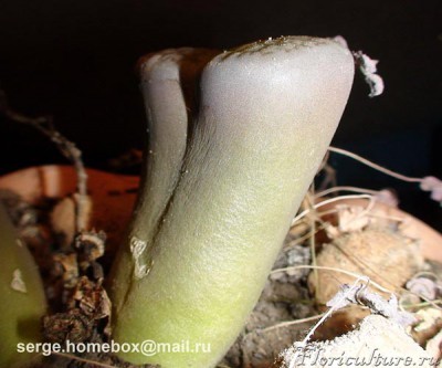 Здесь заметно, что кожица у них слегка стала сморщиваться.