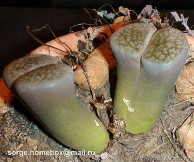 Высота их где то 6 см