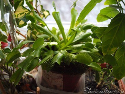 фото декабря