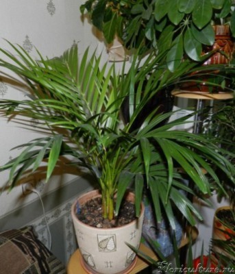 DSCN0049 пальма.jpg