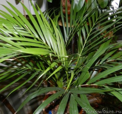 DSCN0052 пальма.jpg