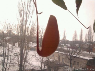 но этот почему-то деформированный какой-то