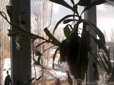 росток который с лева ,нужно пересадить?