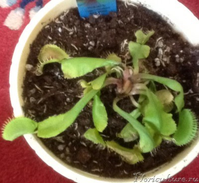 А так сейчас(((((