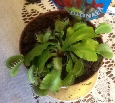 Так она ощущала себя до пересадки