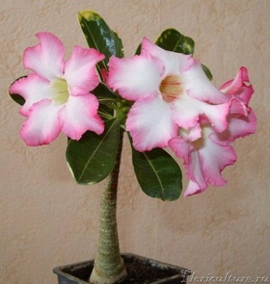 Adenium multiflorum 3.jpg