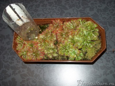 Общий вид росянок