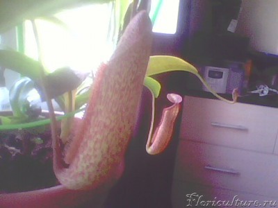 общий вид)))