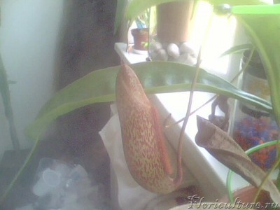 Большой кувшин ждет своего часа!Откроется со дня на день