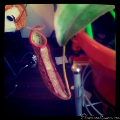 кувшинчик раза в 2 меньше уже открылся))