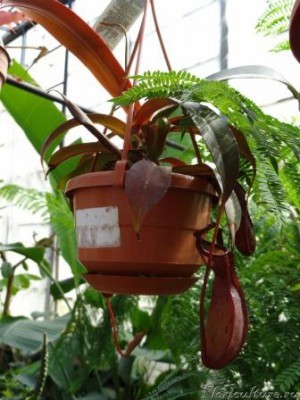 Это фото материнского растения. Из Нижегородского бот. сада.