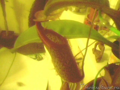 Открывшийся кувшинчик!))