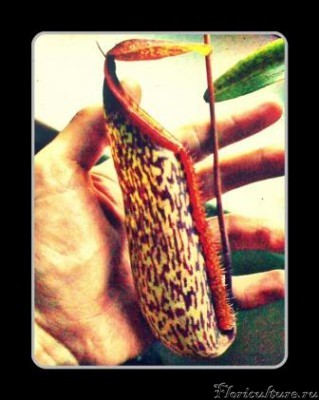 Мой,пока,самый большой кувшин!))Недавно открывшийся!