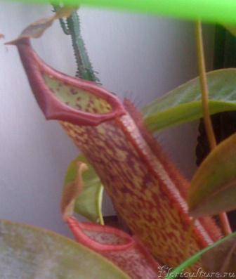 Сладкая парочка!)