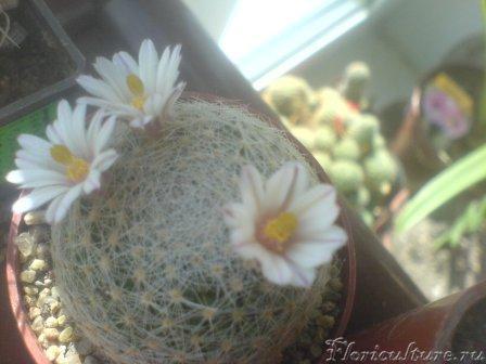 Хороша, чертовка!