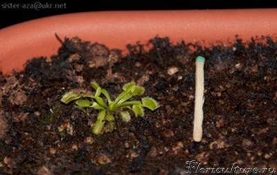 мухоловка с цветоноса