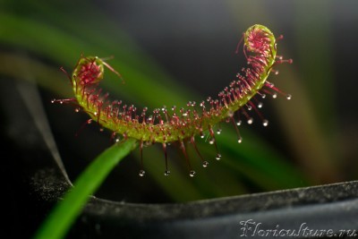 Drosera 'Marston Dragon' (?)