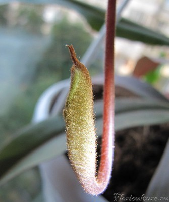 вот такой у него волосатый заросток ))