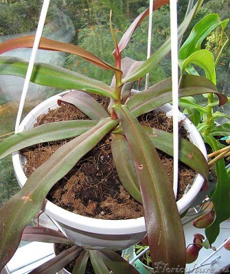 и сам такой