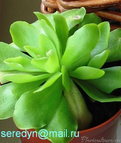 Pinguicula  x weser.JPG