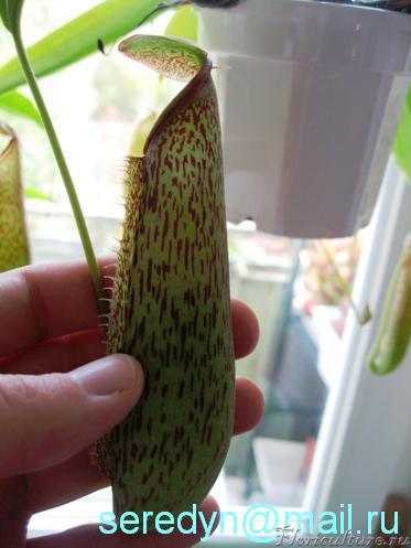 Кувшин 13 см. !