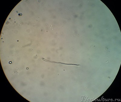 Вот такая &amp;quot;нематода&amp;quot;