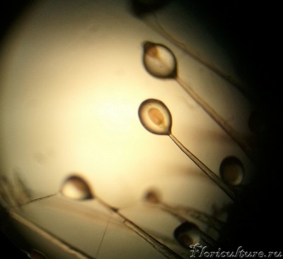 Железки capensis