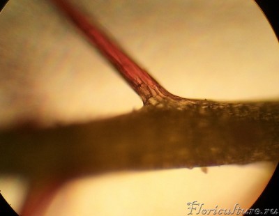 Это binata. Прикрепление ножки железки к листу. Видно красный оттенок.