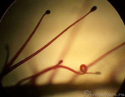 Это железки binata