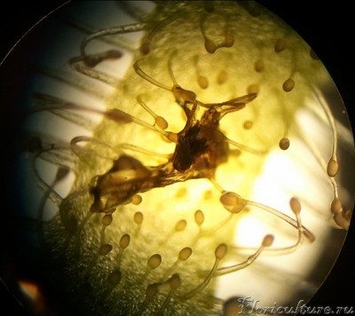 Какая-то пойманная дрозофила.