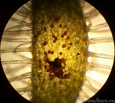 Это scorpioides заловила какую-то мелочь