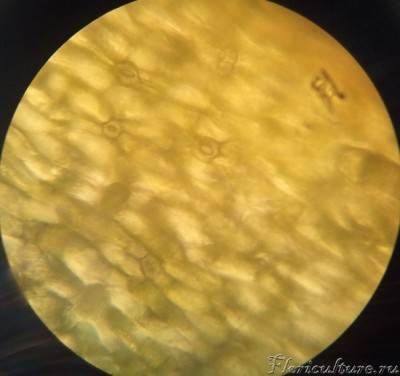 Структура нижней поверхности листа capensis