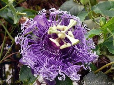 passiflora3.jpg