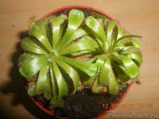 DSCN1711_новый размер.JPG