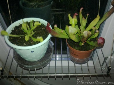 Описание: когда покупал , торф был полностью сухой , но листья были нормальные.