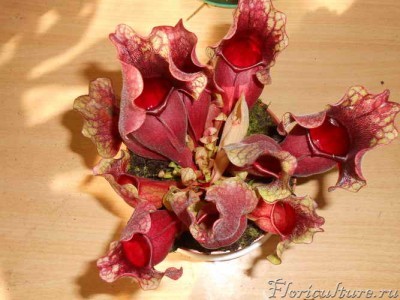 низкие кувшины