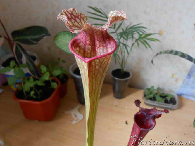 она же ан фас =)