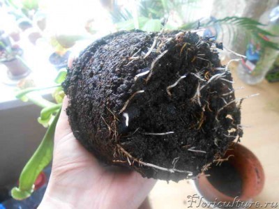 Корни- летняя перевалка(после недельного мучанья грунтом для азалий, результат -пара недоразвитых кувшинов)