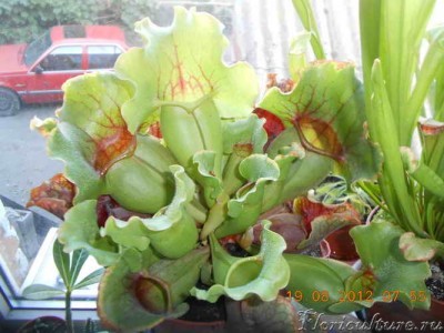 DSCN1786_новый размер.JPG