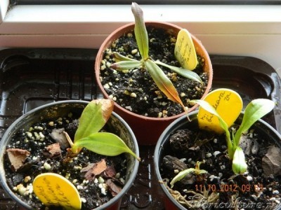 N. ampullaria Harlequin, N. bicalcarata, N. albа