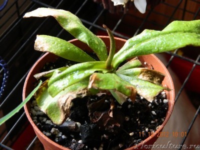 Nepenthes x Bloody Mary