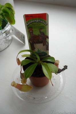 одна кувшинка пострадала в пути, удалить ее?