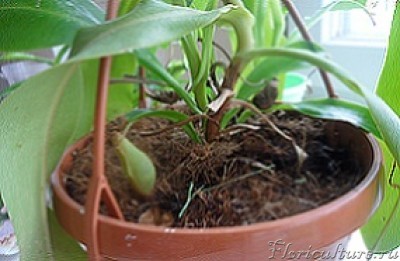 у него два хороших и небольших отростка их оставлю, а вот крышечка у кувшинки как будто загнила, можно ее спасти или уже нет?