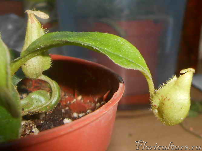 RSCN1660_новый размер.JPG