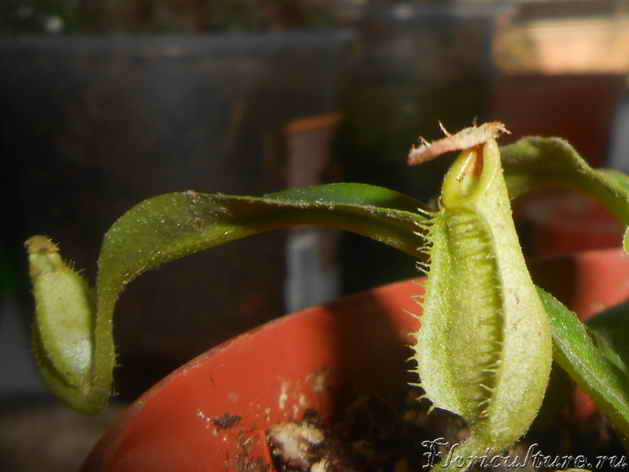 вот он, такой был, я не знаю его названия