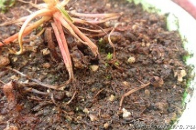 вот еще что начало расти,думаю мох,убрать его?